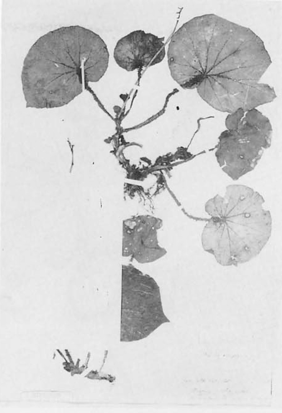 B. rubropilosa